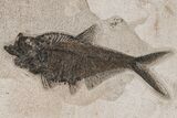 Detailed Fossil Fish (Diplomystus) On Large Stone - Wyoming #211182-1